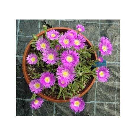 DELOSPERMA sutherlandii 20 semen