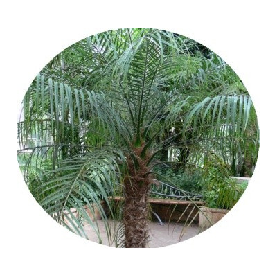 Phoenix roebelenii "Datlovníik laošský" 5 semen