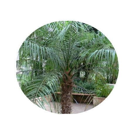 Phoenix roebelenii "Datlovníik laošský" 5 semen