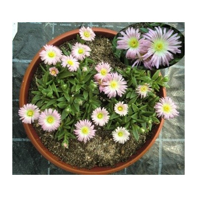Delosperma sutherlandii Peach Star 25 semen