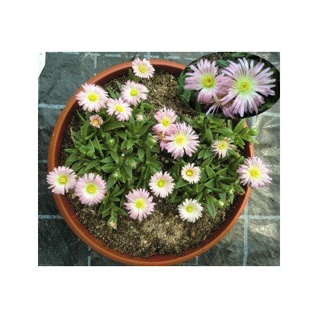 Delosperma sutherlandii Peach Star 25 semen