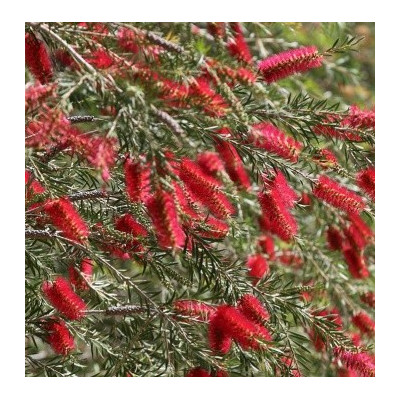 Callistemon linearis 150 semen