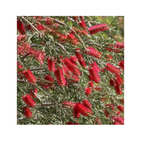 Callistemon linearis 150 semen