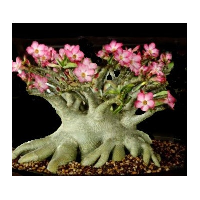 Adenium arabicum Diamond King 2 semena