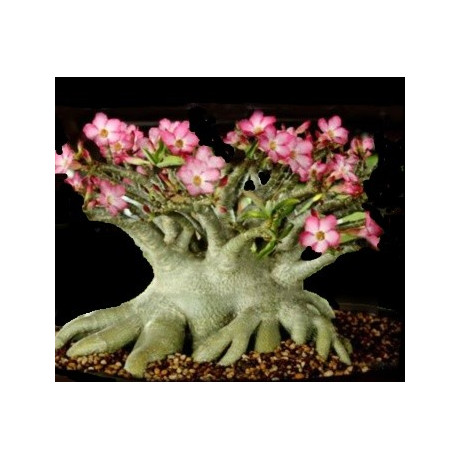 Adenium arabicum Diamond King 2 semena