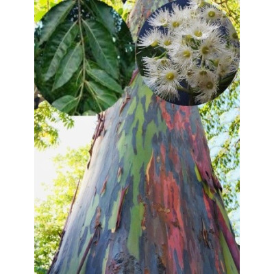 Eucalyptus deglupta 15 semen