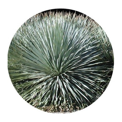 Dasylirion wheeleri 5 semen