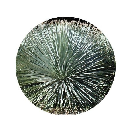 Dasylirion wheeleri 5 semen