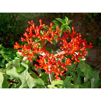 JATROPHA podagrica "Bottle Plant" 2 semena