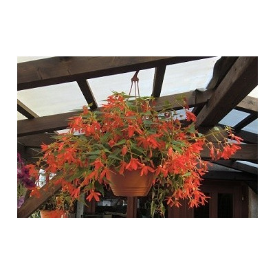 Begonia boliviensis  Bossa Nova Red (porce)   