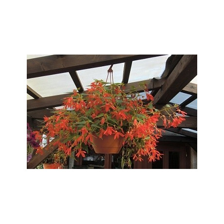Begonia boliviensis  Bossa Nova Red (porce)   