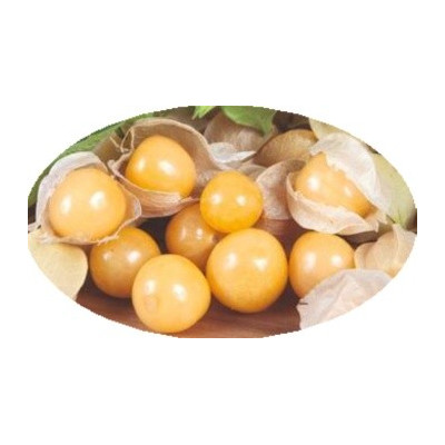 Mochyně ojíněná Ananas (Physalis pruinosa) 20 semen