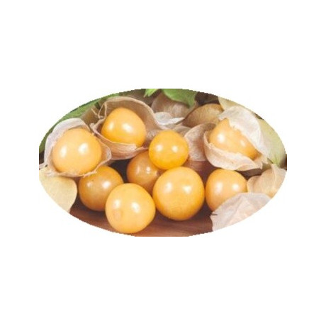 Mochyně ojíněná Ananas (Physalis pruinosa) 20 semen