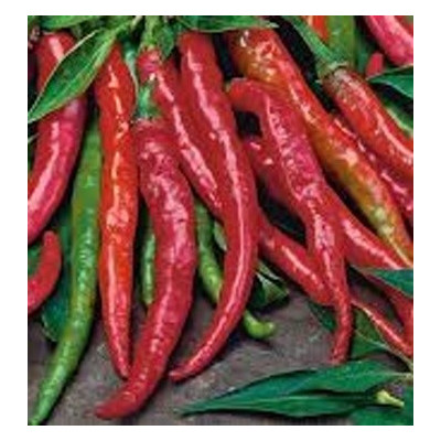 Paprika pálivá Poseidon 15 semen