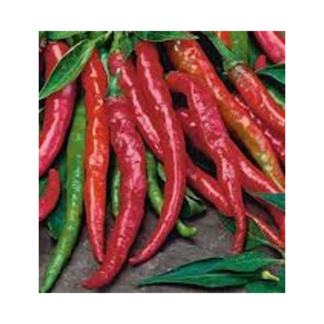 Paprika pálivá Poseidon 15 semen