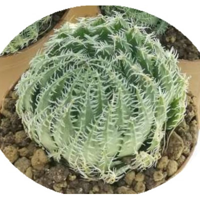 Haworthia arachnoidea 5 semen