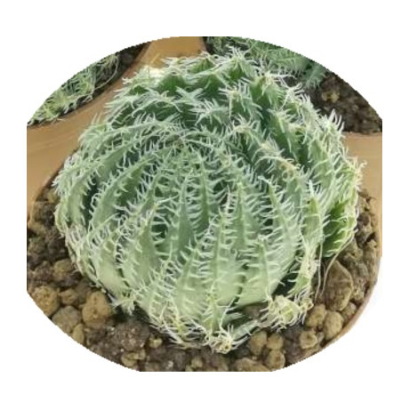 Haworthia arachnoidea 5 semen