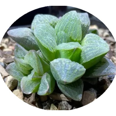 Haworthia emelyae 5 semen
