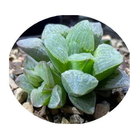 Haworthia emelyae 5 semen