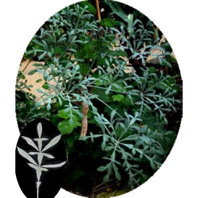 Cussonia transvaalensis 3 semena