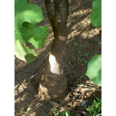 JATROPHA podagrica "Bottle Plant" 2 semena