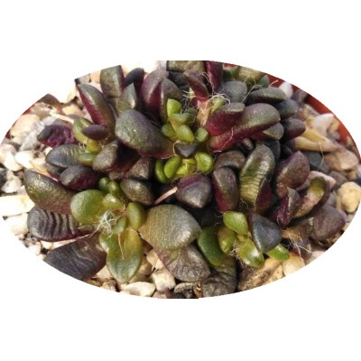 Anacampseros vanthielii 25 semen