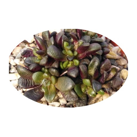 Anacampseros vanthielii 25 semen