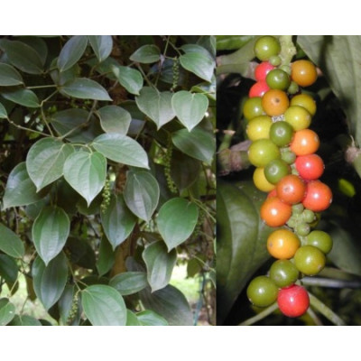 Piper nigrum 4 semena