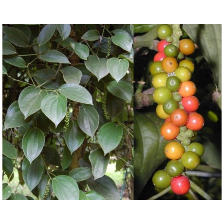 Piper nigrum 4 semena