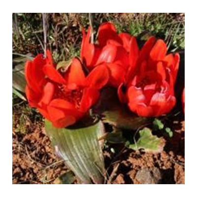 Daubenya aurea – Red 5 semen