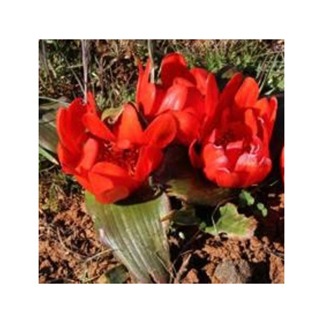 Daubenya aurea – Red 5 semen