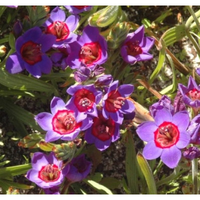 Babiana rubrocyanea 5 semen