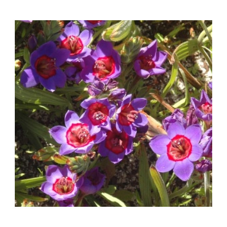 Babiana rubrocyanea 5 semen