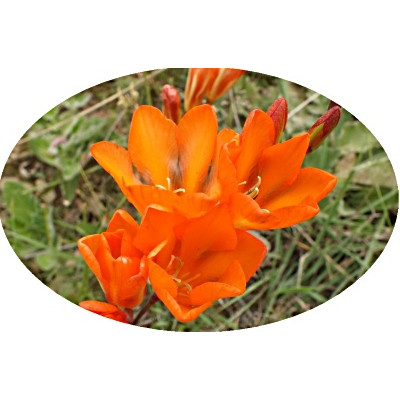 Tritonia crocata 5 semen