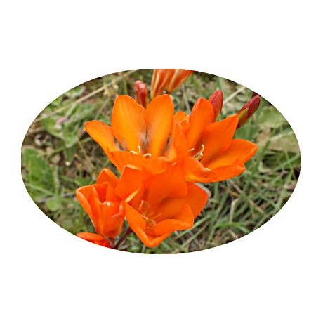 Tritonia crocata 5 semen