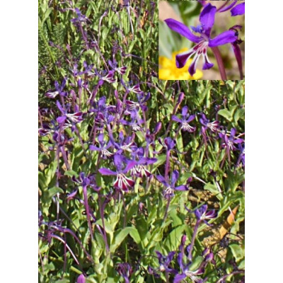 Lapeirousia jacquinii 5 semen