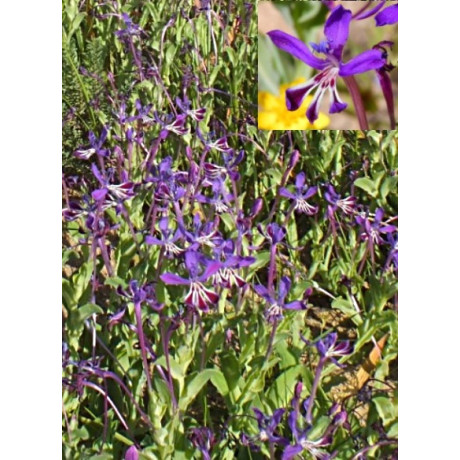 Lapeirousia jacquinii 5 semen