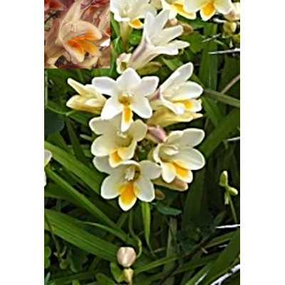 Freesia refracta 5 semen