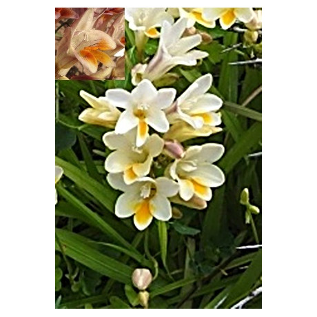 Freesia refracta 5 semen