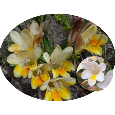 Freesia leichtlinii subsp. alba 5 semen