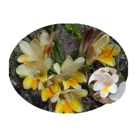 Freesia leichtlinii subsp. alba 5 semen