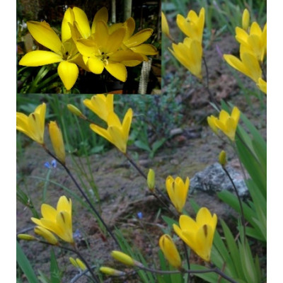 SPARAXIS grandiflora ssp. acutiloba 5 semen