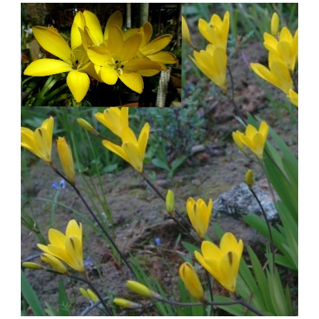 SPARAXIS grandiflora ssp. acutiloba 5 semen