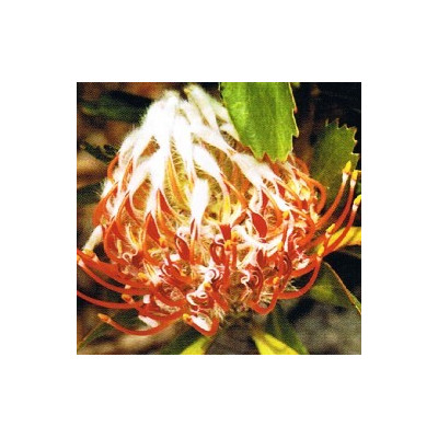 LEUCOSPERMUM glabrum 4 semena