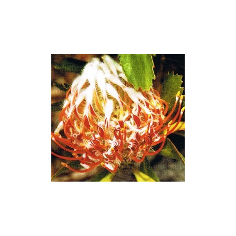 LEUCOSPERMUM glabrum 4 semena