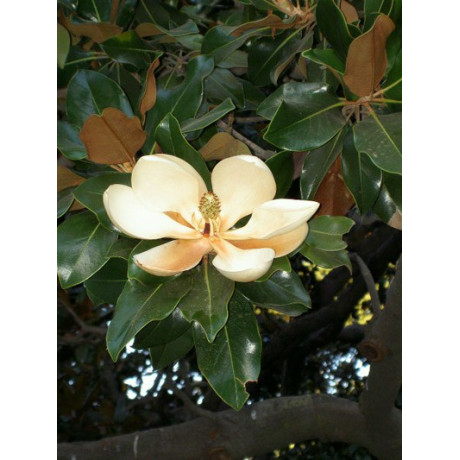 MAGNOLIA grandiflora 5 semen