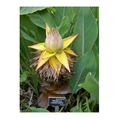 MUSELLA lasiocarpa "Golden Lotus Banana " 3 semena
