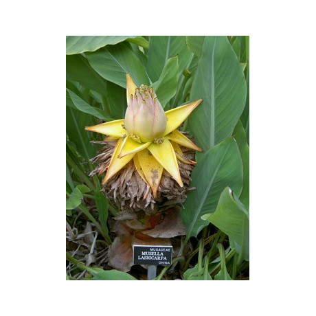 MUSELLA lasiocarpa "Golden Lotus Banana " 3 semena
