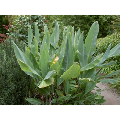 MUSELLA lasiocarpa "Golden Lotus Banana " 3 semena