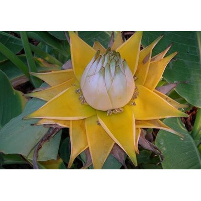 MUSELLA lasiocarpa "Golden Lotus Banana " 3 semena